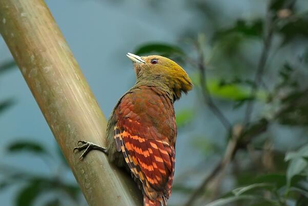 竹啄木鸟：长仅23厘米，胆子小(常在竹上活动)