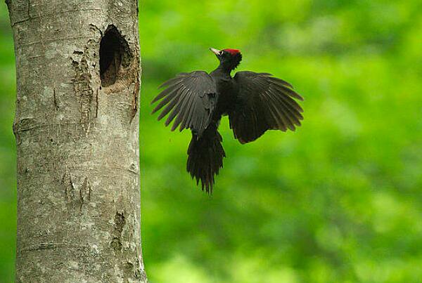 黑啄木鸟：巢洞洞口长方形，主吃蚂蚁(蚂蚁占比99%)
