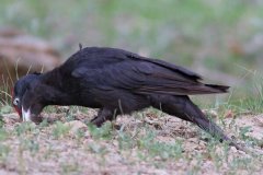 黑啄木鸟：巢洞洞口长方形，主吃蚂蚁(蚂蚁占比99%)