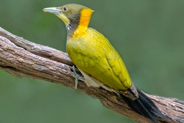 黄冠啄木鸟：全身多橄榄色，丛林鸟类(在地势高林内)