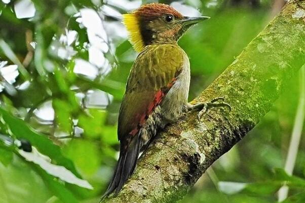 黄冠啄木鸟：全身多橄榄色，丛林鸟类(在地势高林内)