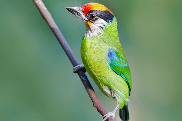 金喉拟啄木鸟：主吃植物，长仅19厘米(羽色多绿色)