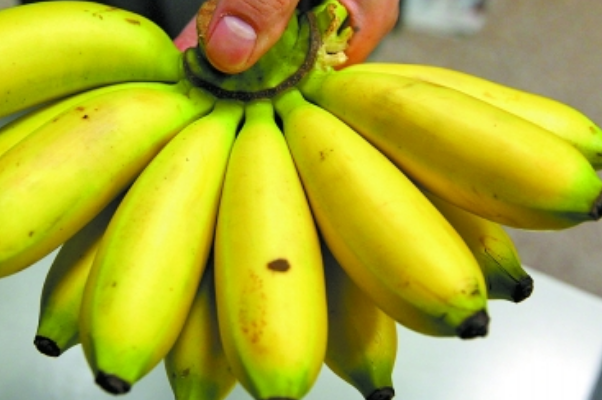 芭蕉和香蕉区别在哪里：芭蕉中间粗两头细(香蕉价格便宜)