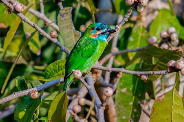 蓝耳拟啄木鸟：数量稀少，叫声变化多样(冬季不叫)