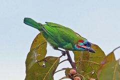 蓝耳拟啄木鸟：数量稀少，叫声变化多样(冬季不叫)