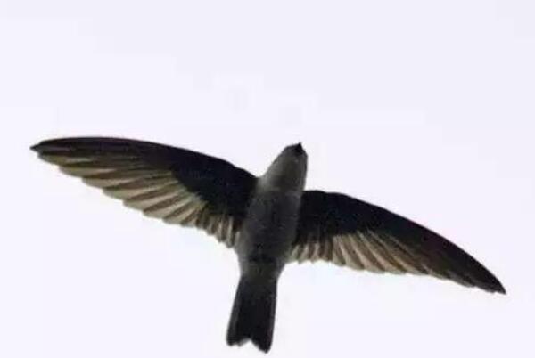 爪哇金丝燕：在全黑暗环境筑巢，善于飞行(几乎不休息)