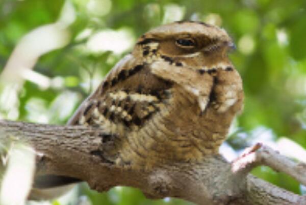 长尾夜鹰：夜行性鸟类，常蹲伏在树干上(有保护色)