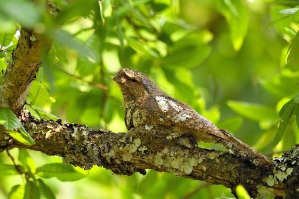 黑顶蛙嘴鸱：有保护色，巢穴结实(像树长出的瘤)