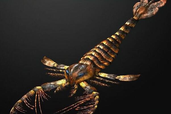 中国发现混翅鲎化石：形似蝎子(4.3亿年前)