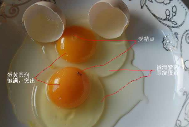 母鸡为什么会吃掉自己下的蛋：饲料管理不善(缺钙等)