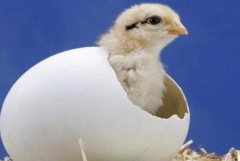 母鸡为什么会吃掉自己下的蛋：饲料管理不善(缺钙等)