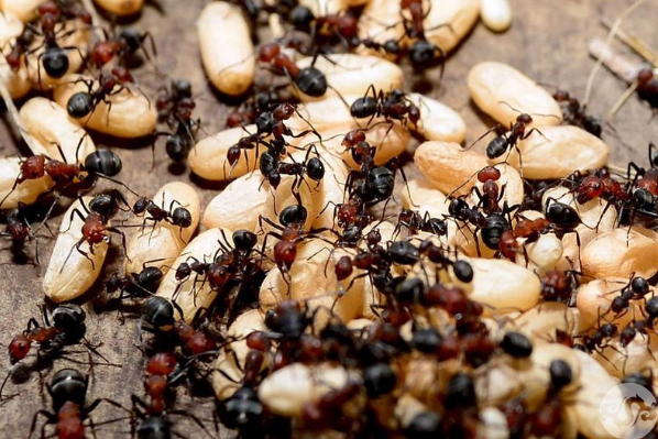 蚂蚁为什么要搬死去的同伴：将同伴当成食物搬运(信息素导致)