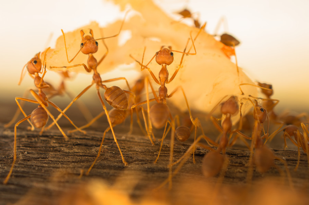 蚂蚁为什么要搬死去的同伴：将同伴当成食物搬运(信息素导致)