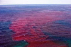 赤潮和水华的主要危害：赤潮破坏海洋生态(水华污染饮用水)
