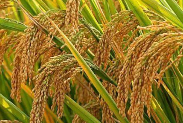 中国四大农作物是什么？（水稻、小麦、玉米、大豆等）
