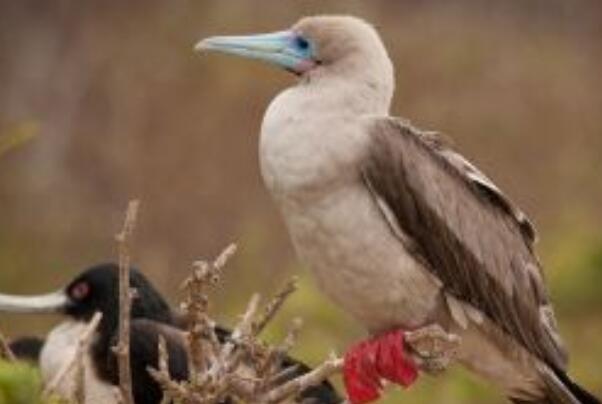 鲣鸟：南海诸岛数量最多，孵卵特别(用脚蹼孵)