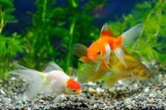 为什么新鱼入缸老鱼会死：病菌感染造成死亡(氧气不足)