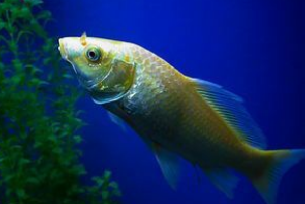 鱼在水下靠什么寻找食物：嗅觉视觉听觉(侧线感知水流)