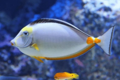 鱼在水下靠什么寻找食物：嗅觉视觉听觉(侧线感知水流)