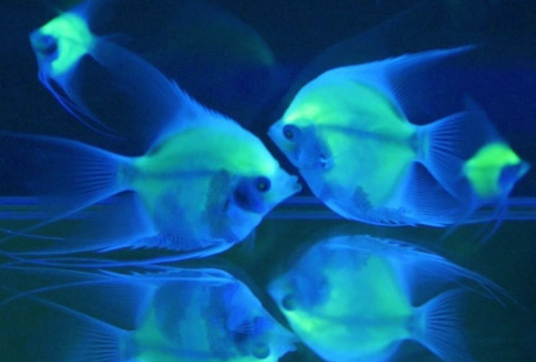 会发光的鱼：带鱼、龙头鱼等(由发光细菌或器官形成)