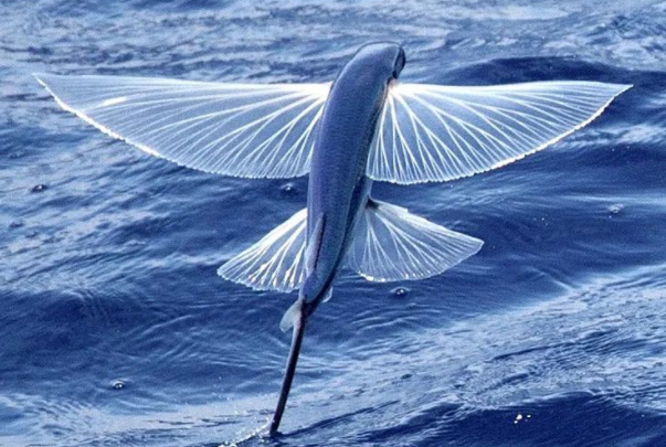 世界上有什么鱼会飞：燕鳐鱼一般叫飞鱼(在海面滑翔)
