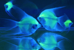 会发光的鱼：带鱼、龙头鱼等(由发光细菌或器官形成)