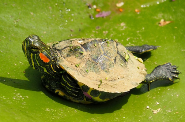 巴西红耳龟多久喂一次食：幼龟一天喂一次(成年三天一次)