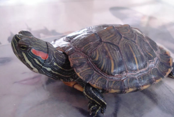 巴西红耳龟为什么不吃东西：不适应环境(或生病导致)