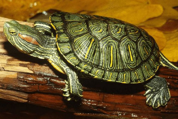 巴西红耳龟为什么不吃东西：不适应环境(或生病导致)