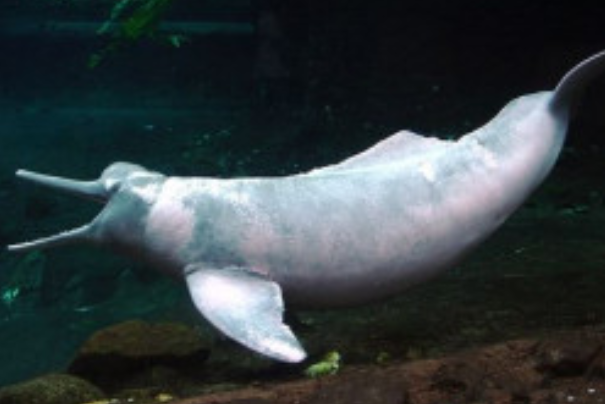 亚河豚：体型最大的淡水豚类(别名亚马逊江豚)