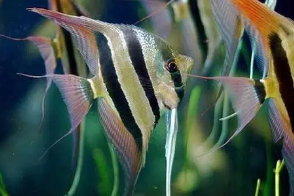 神仙鱼是热带鱼吗：典型的热带鱼(原产自亚马逊河流域)