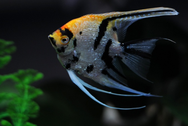 神仙鱼是热带鱼吗：典型的热带鱼(原产自亚马逊河流域)