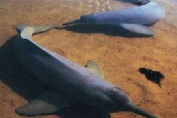 亚河豚：体型最大的淡水豚类(别名亚马逊江豚)