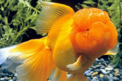 金鱼为什么养不活：没有保证环境的稳定(或是生病没治疗)