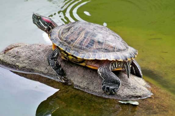 巴西龟冬眠怎么养：模拟自然环境法(模拟陆栖环境法)