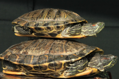 巴西龟是深水龟还是浅水龟：浅水龟(水位不能高过龟壳两倍)