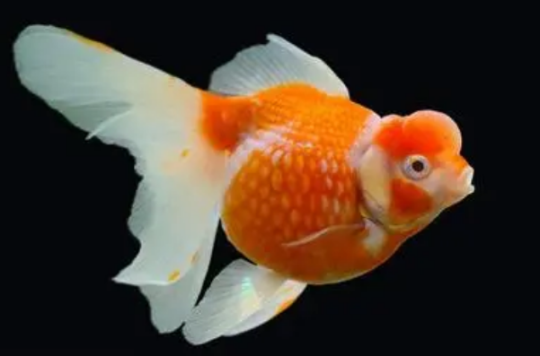 金鱼能和什么鱼一起养：性格温和的小型热带鱼(如神仙鱼)