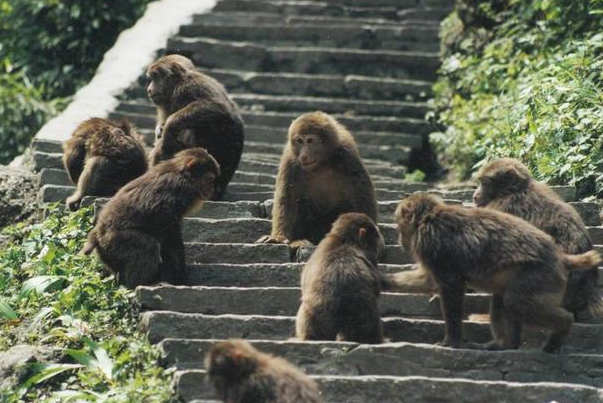 峨眉山的猴子：抢劫、攻击游客(峨眉山最具代表性动物)