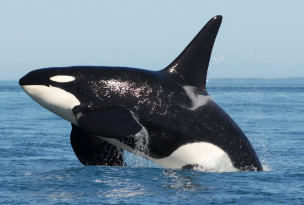 虎鲸简介：海豚科中体型最大的物种(海洋霸主)