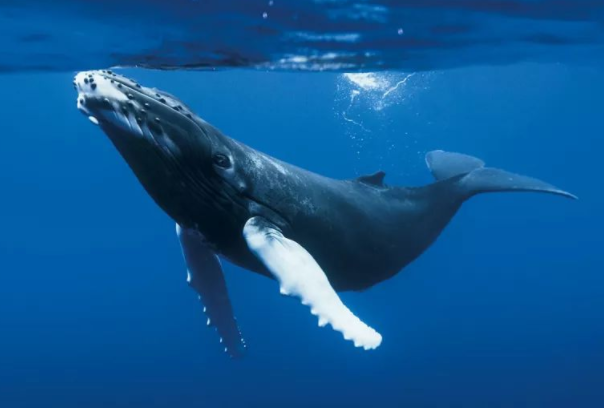 虎鲸和座头鲸的恩怨：座头鲸习惯性殴打虎鲸(敌对关系)