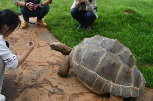 世界上活得最长的乌龟：亚达伯拉象龟(活了256岁)