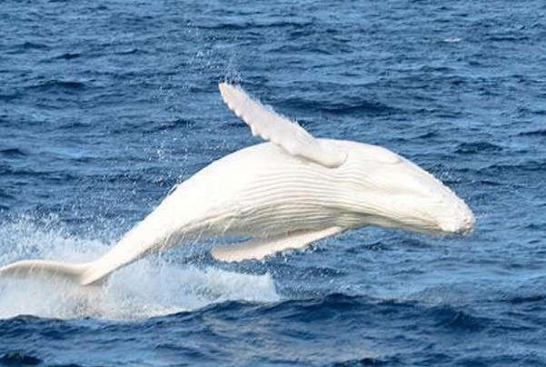 座头鲸寿命最长多少年：60到70年(须鲸科动物)