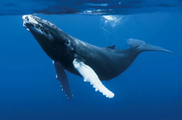 座头鲸寿命最长多少年：60到70年(须鲸科动物)