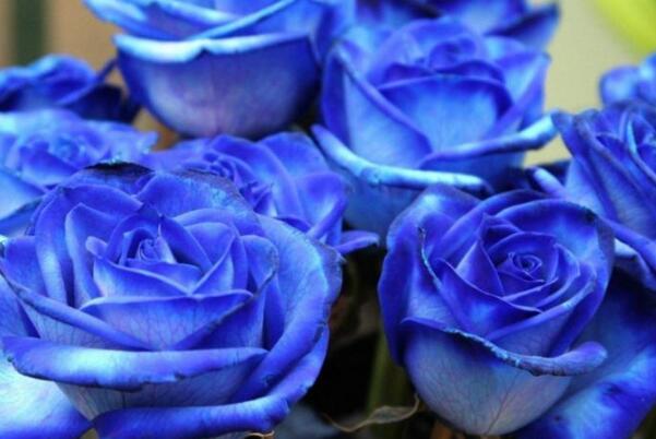 玫瑰情人节是什么意思：送各样玫瑰的节日(每年5.14)
