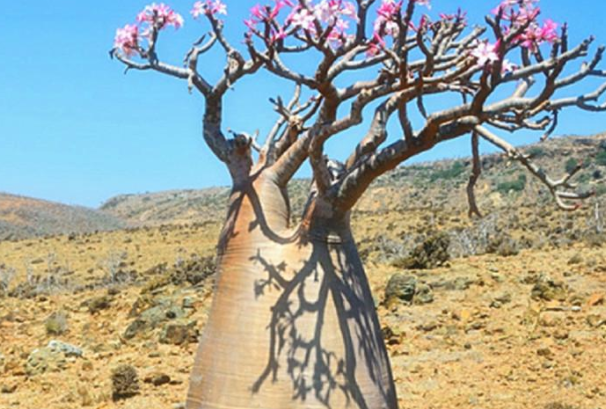 纺锤树：可以储存水的树(锦葵科纺锤树属植物)