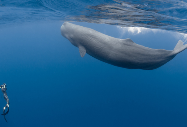 鲸鱼为什么不能在岸上生活：岸上压强过大(会“胖死”)