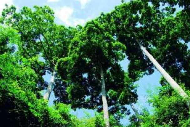 望天树：中国最高的树(树叶可解毒、树材可做家具)