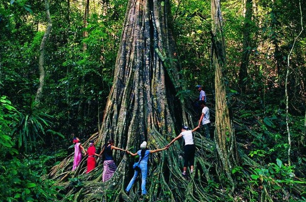 世界上最高的树之一：望天树(龙脑香科柳安属植物)