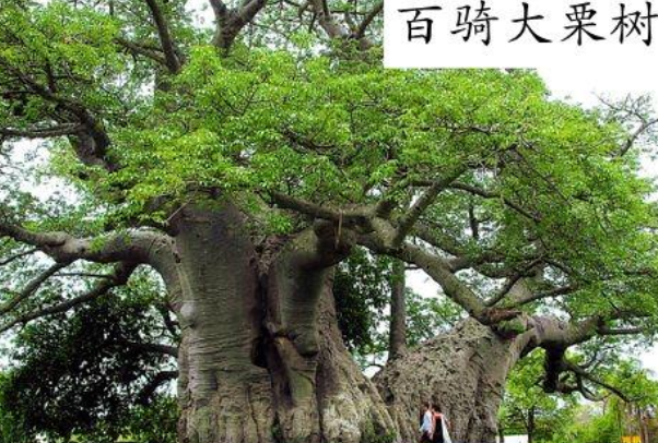 百骑大栗树：世界上最粗的树和植物(果实可食用)
