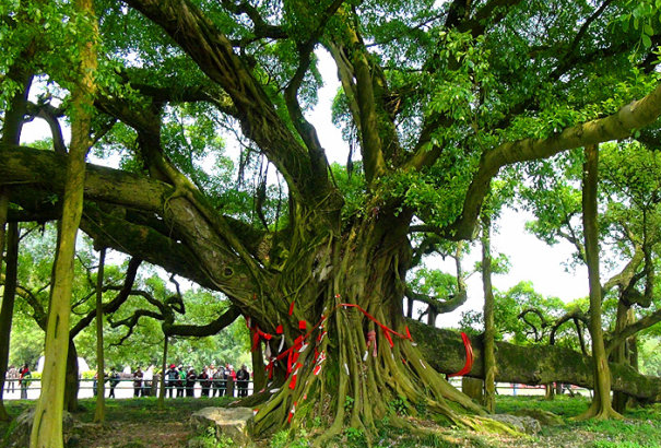 大榕树：世界上树冠最大的树(有气根，能“独木成林”)